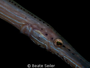 Trompet fish diagonal by Beate Seiler 